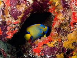 Queen angelfish, French Reef/Hourglass Cave off Key Largo... by Steven Gollehon 